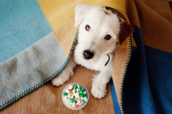 Pet Food Packaging