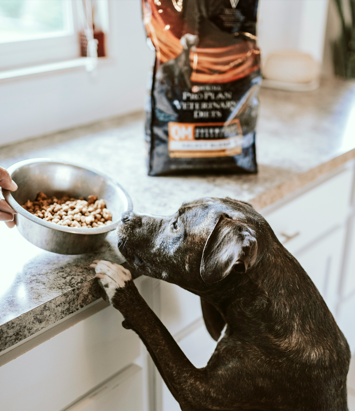 Pet Food Packaging