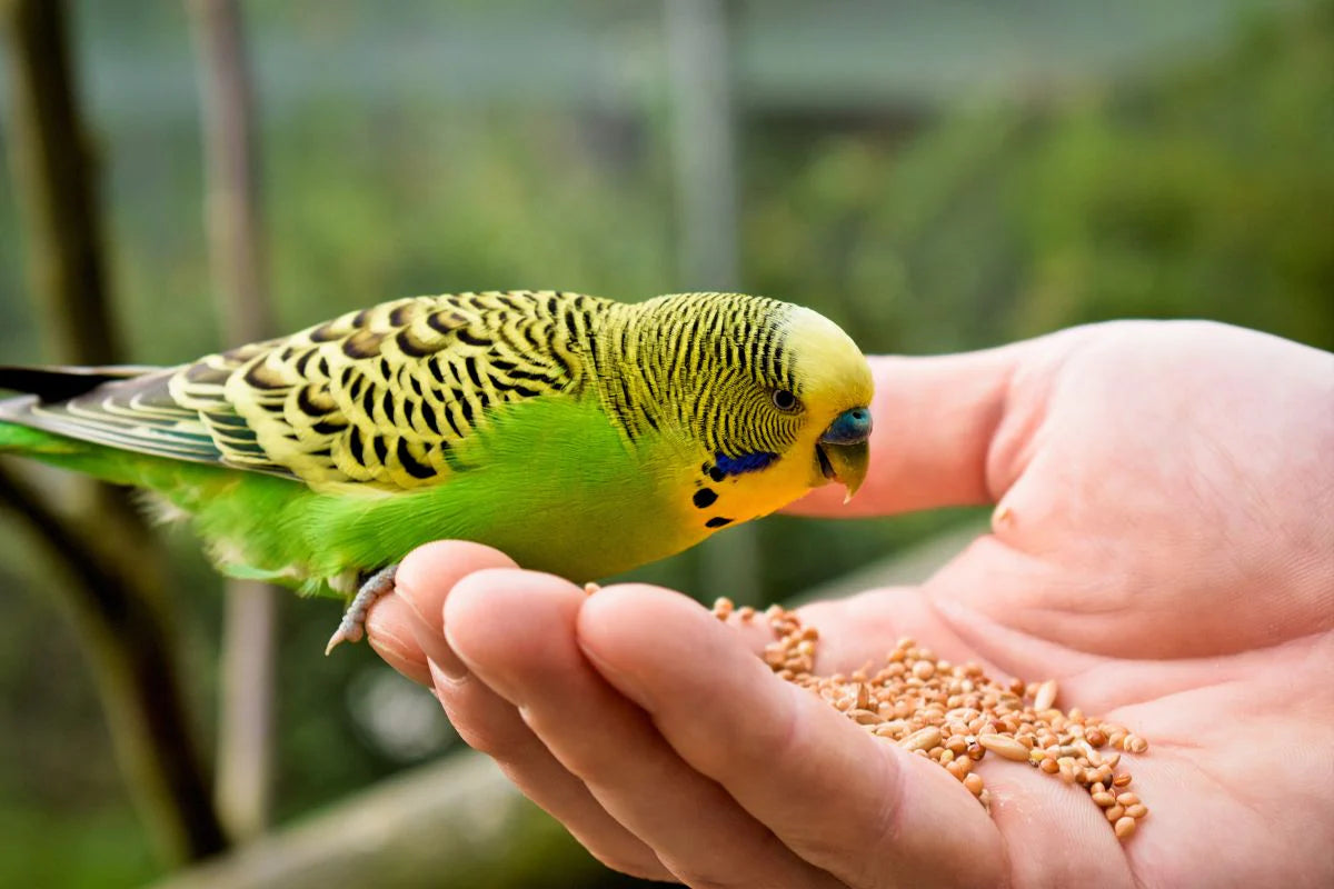 Pet Food Packaging