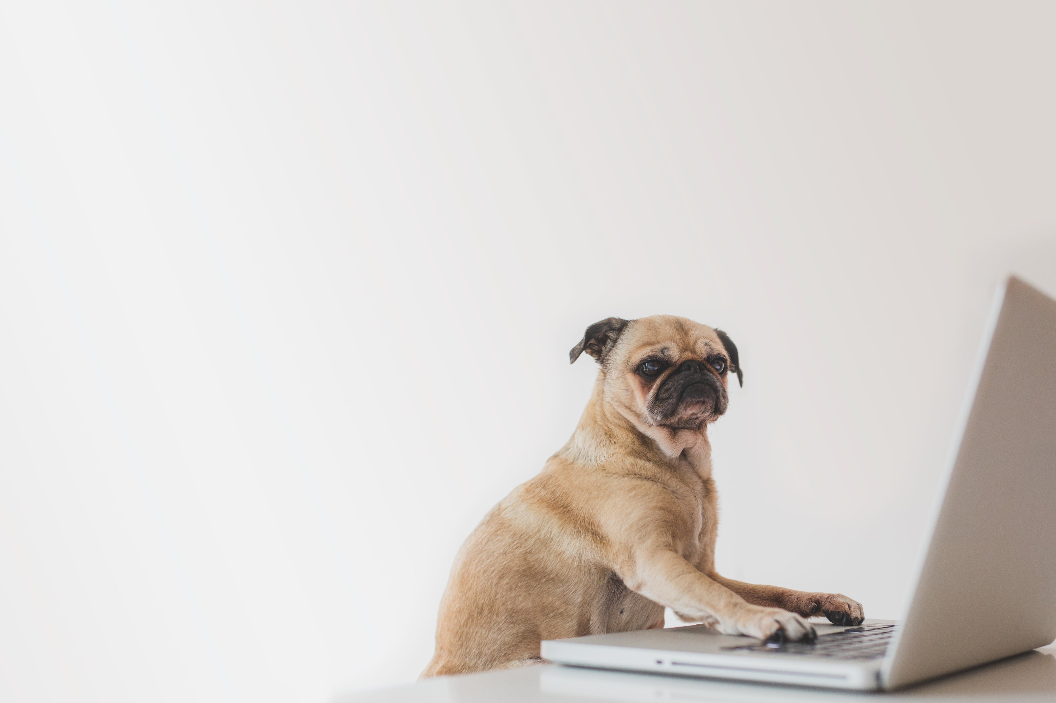 Pet Food Packaging