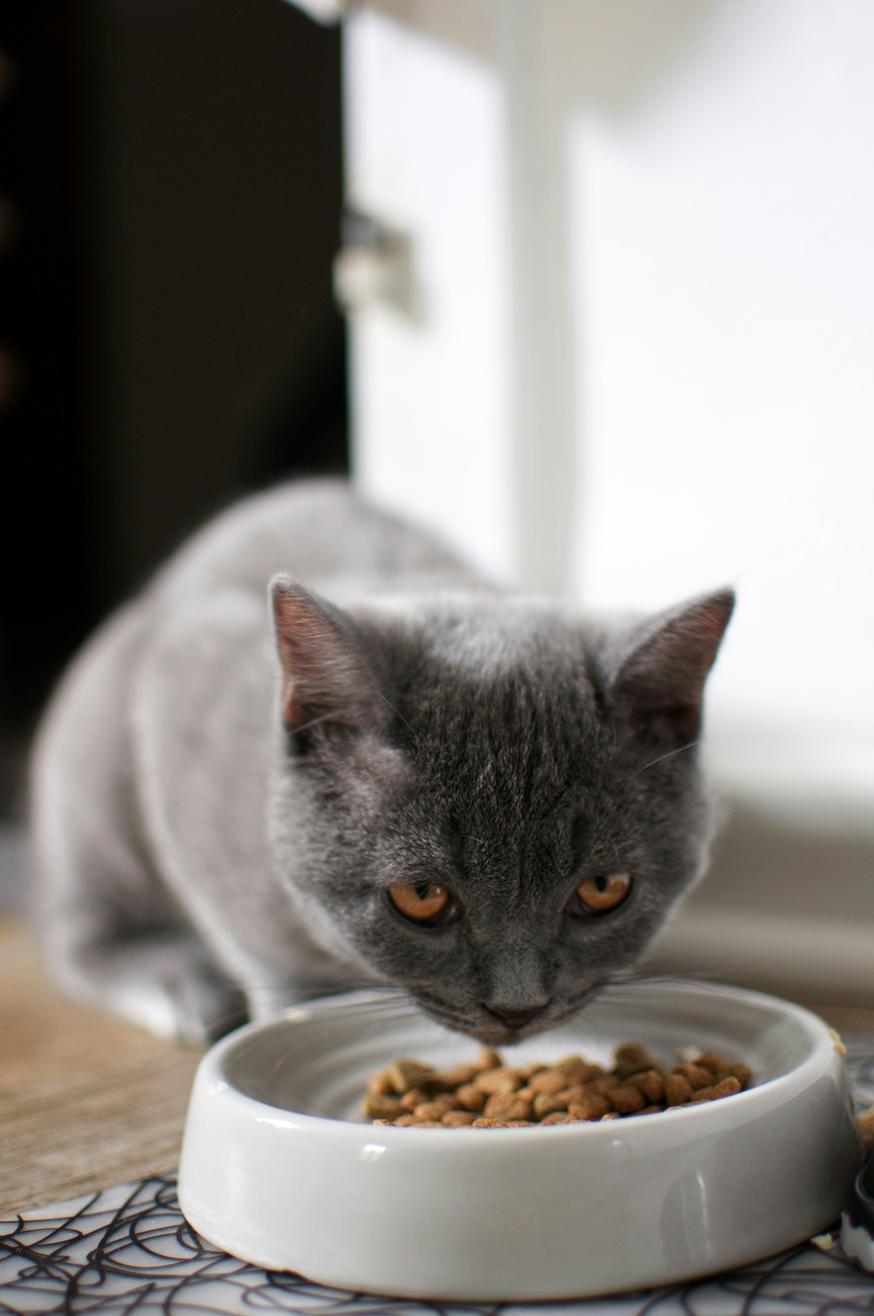 Pet Food Packaging