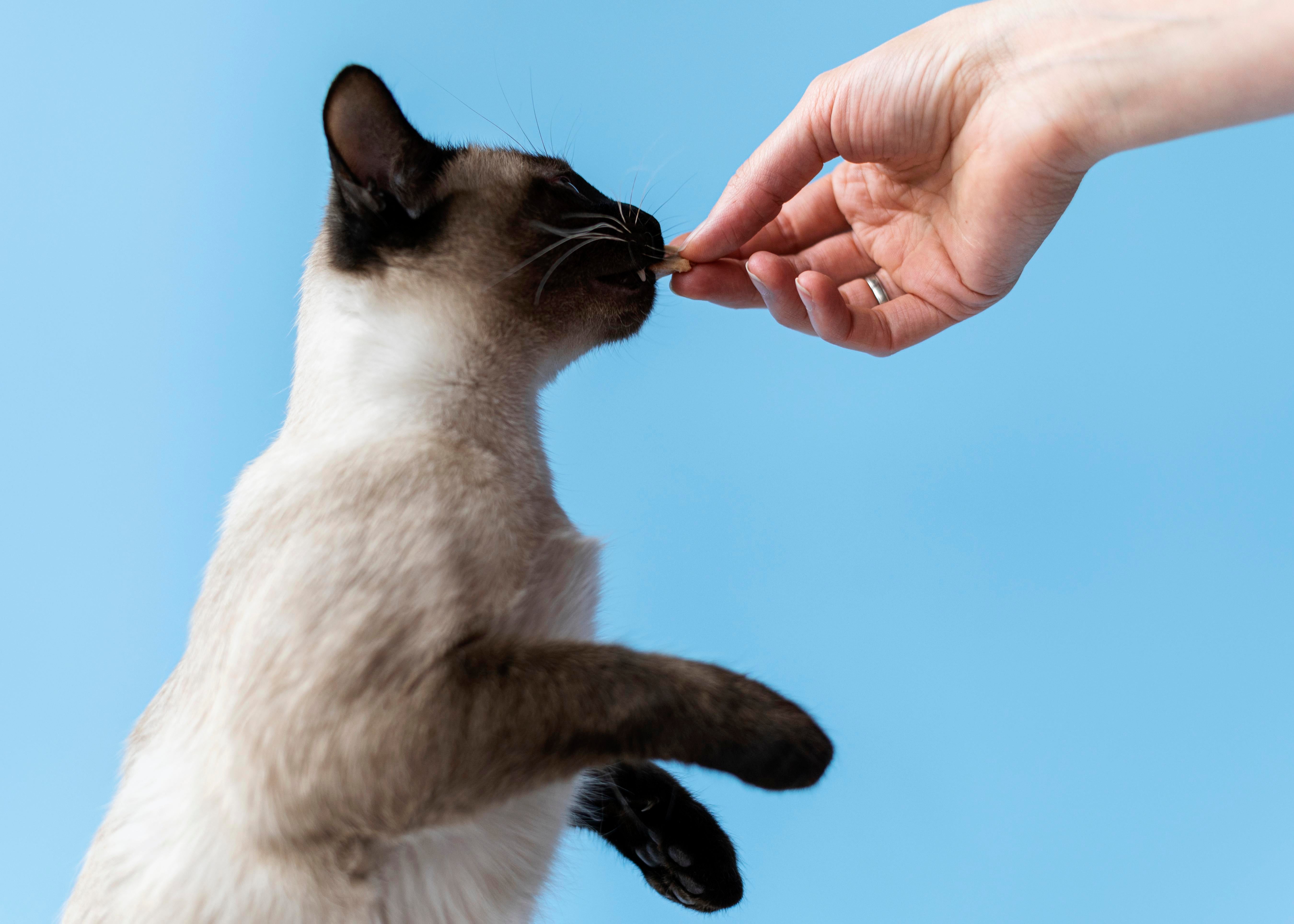 Pet Food Packaging
